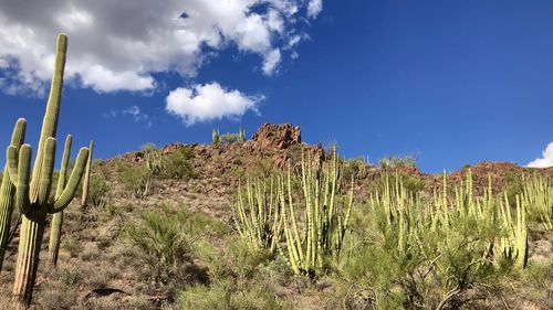 Cactus plants growing on land against sky