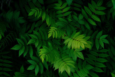 Full frame shot of green leaves