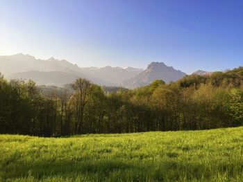 Scenic view of field against clear sky