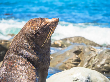 Close-up of sea lion