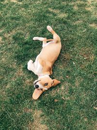 High angle view of dog lying on field