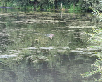 Close-up of plants growing in lake