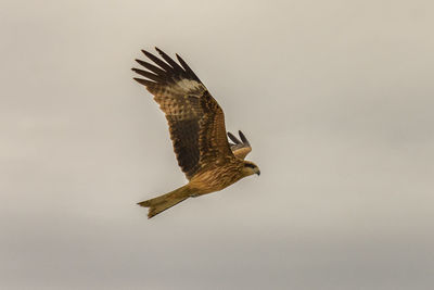 Low angle view of eagle flying in sky