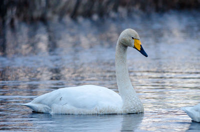 Swan swimming on lake