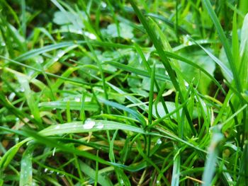 Full frame shot of grass