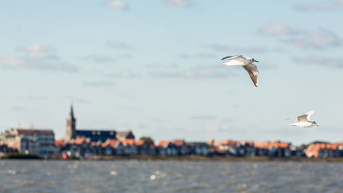 Bird flying against sky