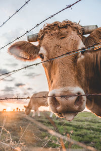 Close-up of a cow on field