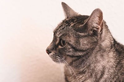 Close-up of a cat looking away