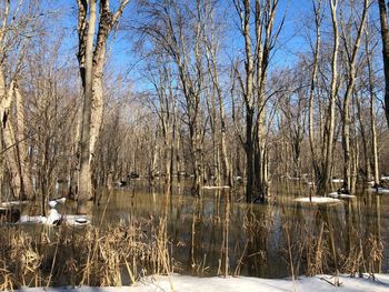 Bare trees by lake against sky during winter