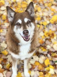 Portrait of dog standing outdoors during autumn