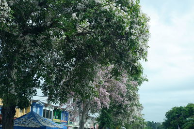 Low angle view of flowering trees by building against sky