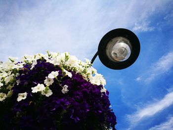 Low angle view of flower against sky