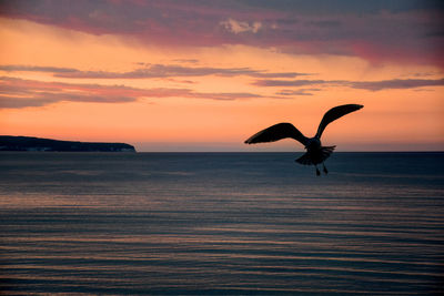 Seagull flying over sea against sky during sunset