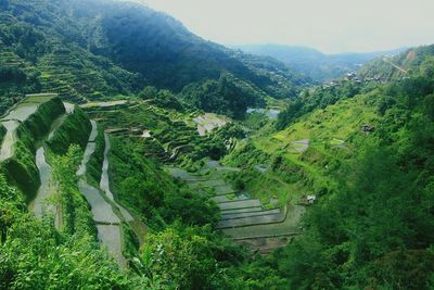 High angle view of rice paddy