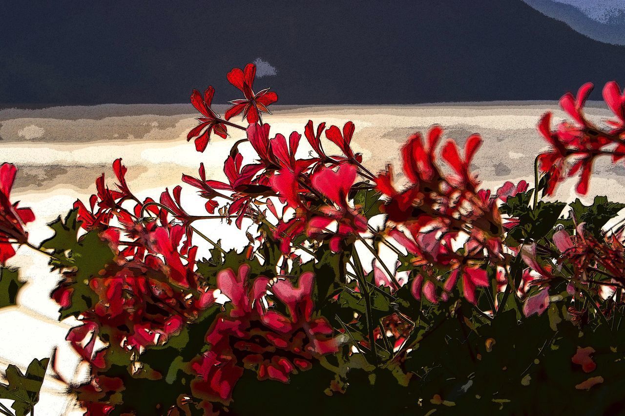 CLOSE-UP OF RED FLOWERING PLANT AGAINST WALL