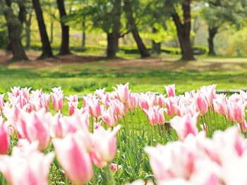 Close-up of pink flowering plants in park