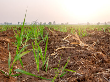 Plants growing on field against clear sky