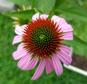 Close-up of coneflower blooming outdoors