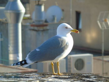 Close-up of seagull perching on railing