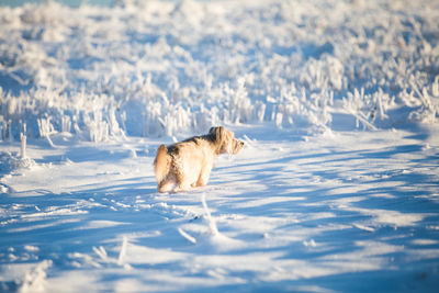 Dog on snow covered land