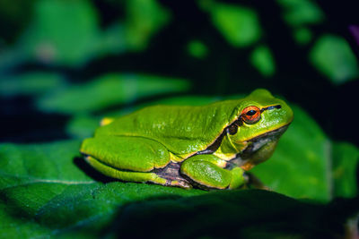 Close-up of green frog on leaves