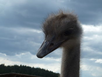 Close-up of a bird against sky