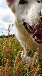 Close-up of dog on field