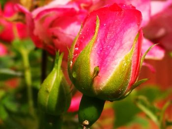 Close-up of pink flowers