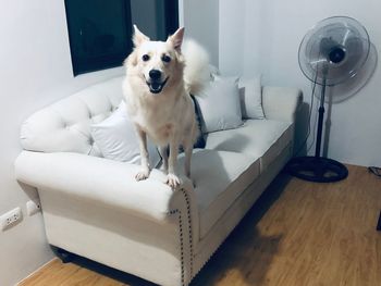 Portrait of white dog on table at home