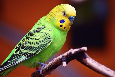 Close-up of parrot perching on branch