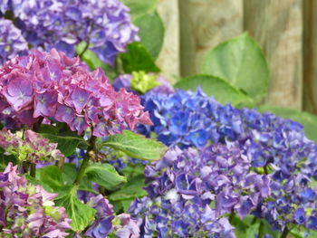 Close-up of purple flowers