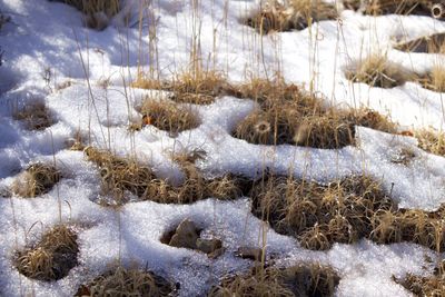 Close-up of frozen plants on snow covered land