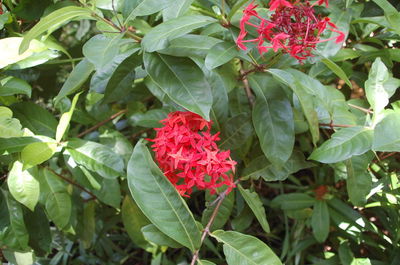 Close-up of red rose