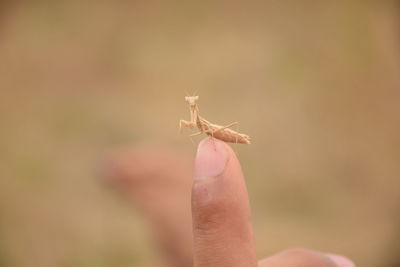 Cropped hand with praying mantis