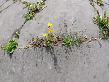 High angle view of small plant growing outdoors