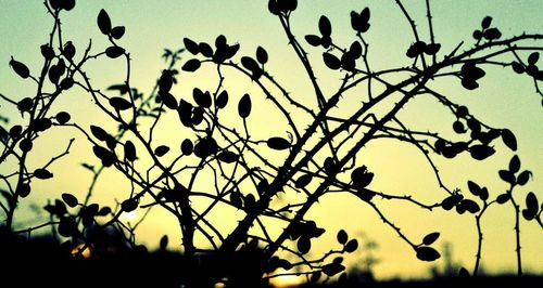 Low angle view of trees against sky at sunset