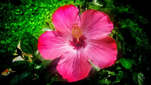 Close-up of pink flower