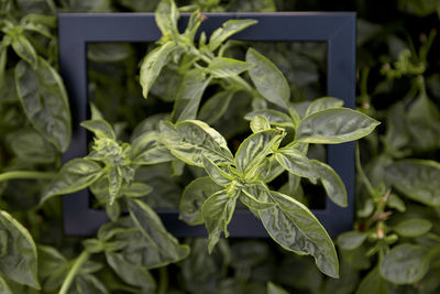 Creative food photography - basil plant in the garden. healthy food. top view. high quality photo