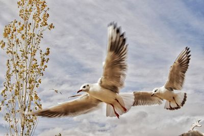Seagull flying against sky