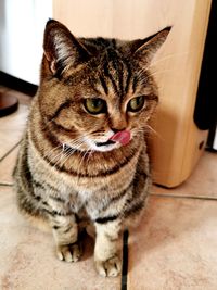 Close-up portrait of tabby cat