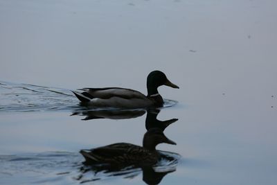 Bird in water