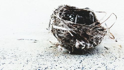 Close-up of dried plant on beach