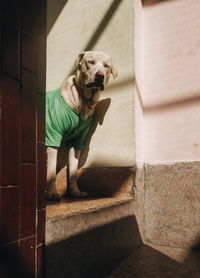 Portrait of dog against wall