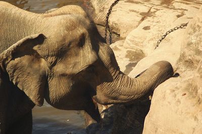 View of elephant in zoo