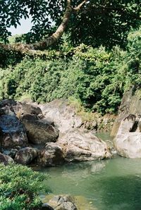 Scenic view of waterfall in forest