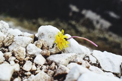 Close-up of yellow flower on rock