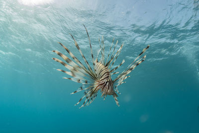 Close-up of jellyfish swimming in sea