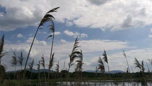 Low angle view of plants on land against sky