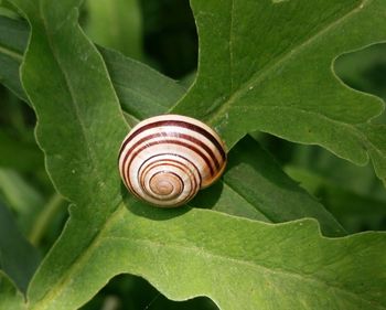 Close-up of snail on leaf