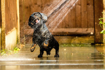Black dog standing on wet floor
